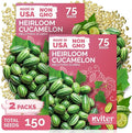 KVITER 150 Cucamelon Seeds for Planting (Melothria Scabra), 2 Pack – Mexican Sour Gherkin Seeds, Gherkin Cucumber, Mexican Mini Watermelon – Heirloom Vegetable Seed for Outdoor & Indoor Garden