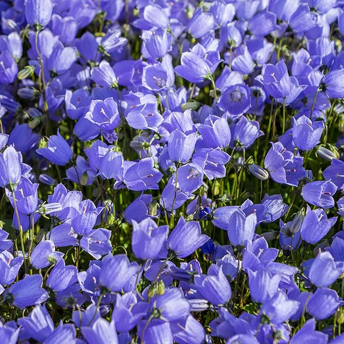 Outsidepride Carpatica Blue Bellflower Seeds for Planting - 5000 Pcs Perennial Mat-Forming Flower Seeds with Bell Shaped Blooms & Low Growth Habit for Edging Pollinator Gardens, Containers, & Borders