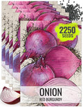 Seed Needs Onion Seeds for Planting Red Burgundy Short Day Onions - Non-GMO Heirloom & Untreated Vegetable Seeds to Plant an Outdoor Home Grown Veggie Garden