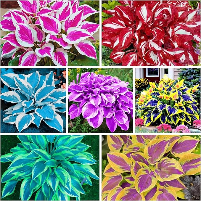 400+ Perennial Rare Hosta Seeds Heart-Shaped Hosta Bare Roots - Rich Foliage, Heart Shaped Leaves, Outdoor Garden Attract Pollinators Bonsai Decoration