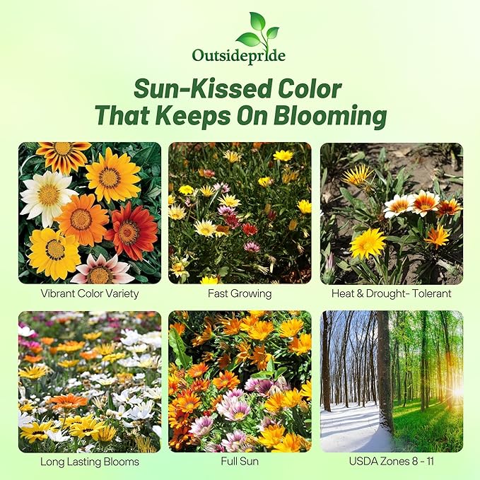 Outsidepride Mixed Gazania Seeds for Planting – 500 Pcs Perennial, Low-Maintenance, Drought-Tolerant Ground Cover Seeds for Vibrant Summer & Fall Flowers, Ideal for Outdoor Gardens