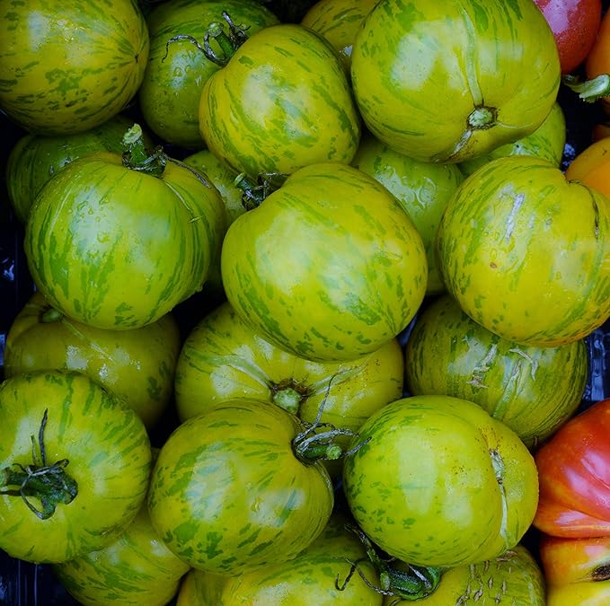 Green Zebra Tomato - 50 Seeds - Heirloom & Open-Pollinated Variety, USA-Grown, Non-GMO Vegetable Seeds for Planting Outdoors in The Home Garden, Thresh Seed Company
