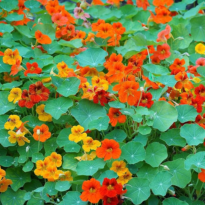 Eden Brothers Nasturtium Seeds (Tall) - Mixed Colors Non-GMO Seeds for Planting, 1 Ounce | Low-Maintenance Flower Seeds, Plant During Spring Season, Zones 1, 10, 2, 3, 4, 5, 6, 7, 8, 9