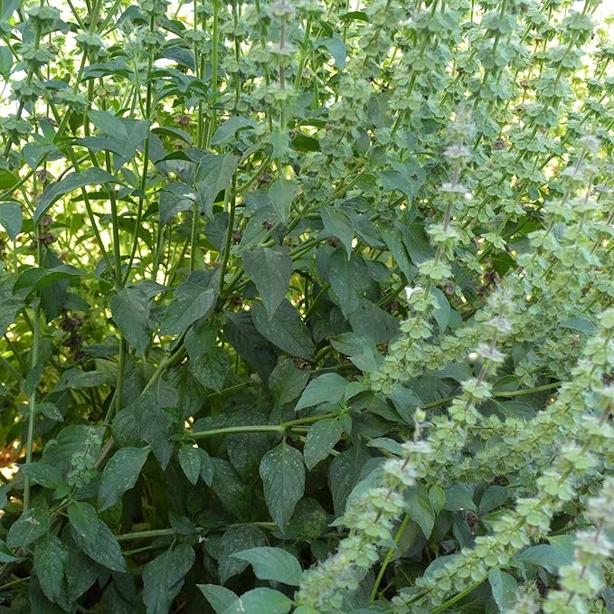 Organic Lemon Basil Seeds - 1 Oz ~19000 Seeds - Non-GMO, Certified Organic, Heirloom - Growing Microgreens, Herb Garden - Ocimum basilicum