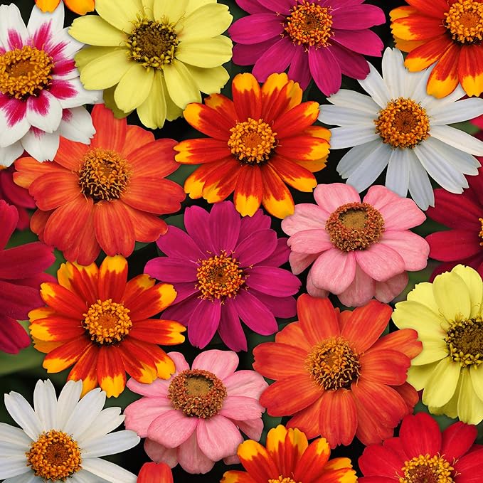 Outsidepride Zahara Mix Zinnia Seeds - 50 Pcs Annual, Heat & Drought Tolerant Flower Seeds for Planting w/Vibrant Blooms for Pollinator Gardens & Floral Arrangements