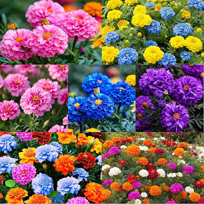 980+ Perennial Marigold Flower Plant Seed Outdoor-Attracts Bees&Butterflies Fragrant Butterfly