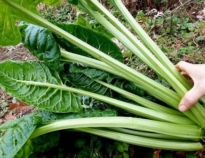 100 + Pcs Seeds Swiss Chard Collection for Planting - Individual Packets of Red Ruby Swiss Chard & Perpetual Spinach Swiss Chard - Non-GMO Heirloom (Perpetual Spinach Swiss Chard)