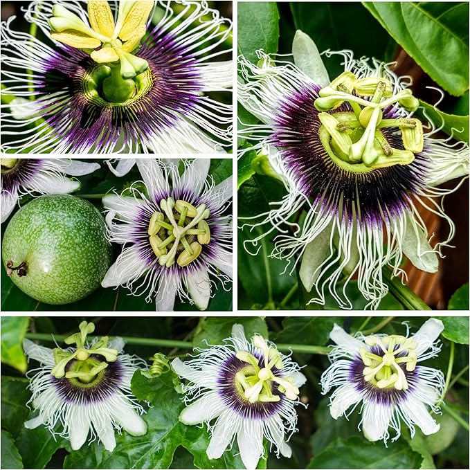 Seed Needs, Purple Passion Flower Seeds - 30 Heirloom Seeds for Planting Passiflora edulis - Annual Heirloom & Open Pollinated Vine/Climber Produces Exotic Blooms (5 Packs)