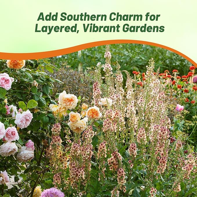 Outsidepride Southern Charm Mullein Seeds for Planting - 15 Pcs Self-Seeding, Perennial Heirloom Seeds for Planting Flowers, for Cut Flower Arrangements, Xeriscaping, Rock Gardens & Containers