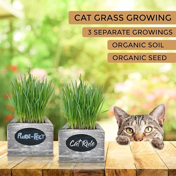Cali Kiwi Pros Cat Grass for Indoor Cats Kit – Best Value Organic Seed & Soil for 3 Growing Cycles, Natural Hairball Remedy & Cat Gifts (White Wash)
