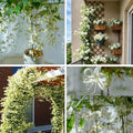 Jasmine Flower Seeds, 150+ Climbing Jasmine Flower Seeds, Fragrant Plant Seed for Planting Garden Home Four Seasons Evergreen