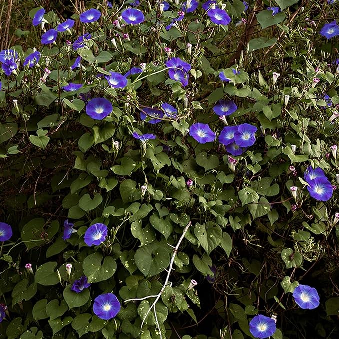 Park Seed Morning Glory Vine Flower Plant Seeds, Easy to Grow, Perfect for Spring Garden, Heavenly Blue, Pack of 50