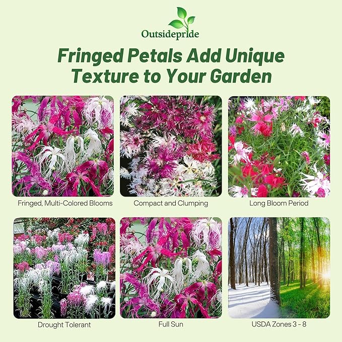 Outsidepride Superbus Spooky Pink Mix Dianthus Seeds for Planting - 5000 Pcs Easy to Grow and Hardy Perennial Flower Seeds with Colorful & Fragrant Blooms for Mixed Plantings & Pollinator Gardens