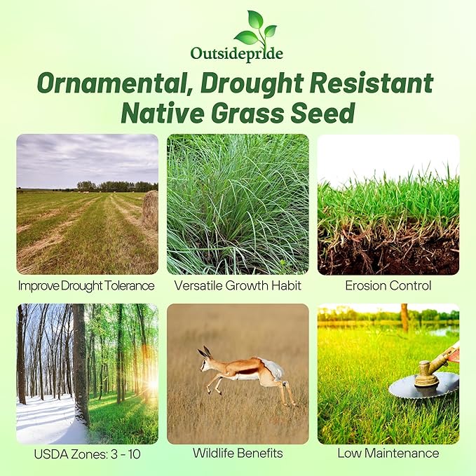 Outsidepride Perennial Little Bluestem Grass Seed - 10 lbs. Warm Season, Drought Resistant, Long-Lived Native Prairie Grass Seed, Ideal for Erosion Control, Ornamental Landscaping & Wildlife Gardens