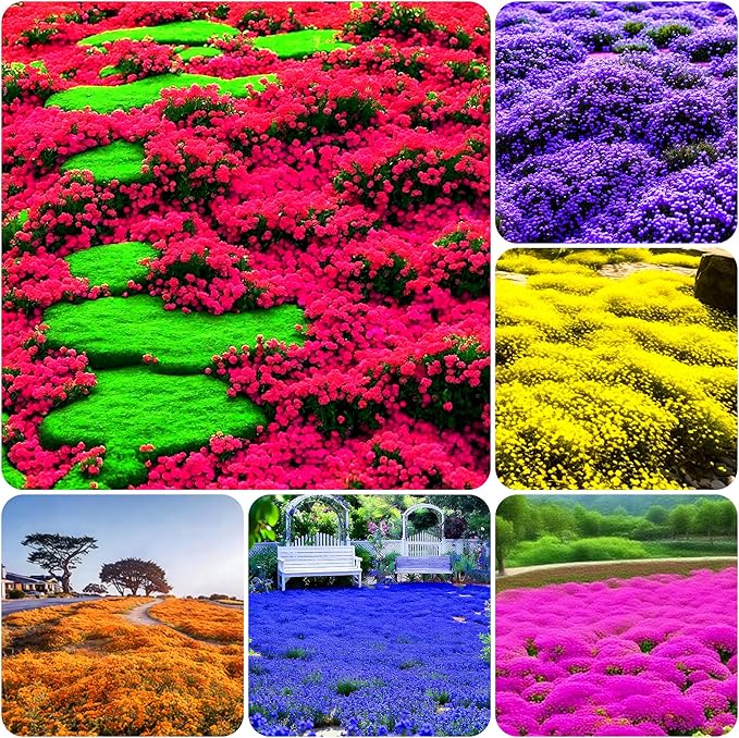 15000+ Creeping Thyme Seeds for Planting Outdoor-Perennial Magic Carpet Ground Cover Herb Plant in Your Home Garden Backyard Non-GMO
