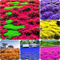 15000+ Creeping Thyme Seeds for Planting Outdoor-Perennial Magic Carpet Ground Cover Herb Plant in Your Home Garden Backyard Non-GMO