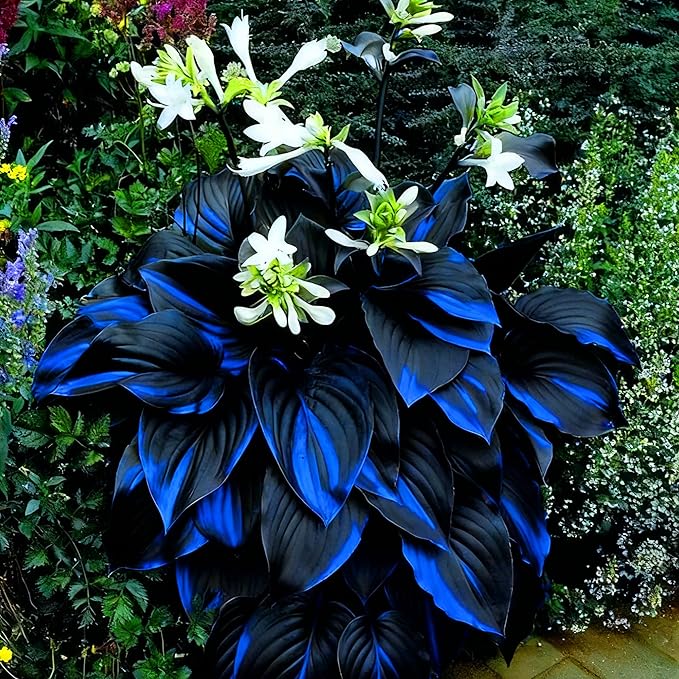 Hosta Seeds for Planting, 290+pcs Rare Perennial Hosta Flower Seeds, Non-GMO Heirloom Long Blooming Plants Shaded Entry Pathway Flowers Beauty Home Garden for Outdoors