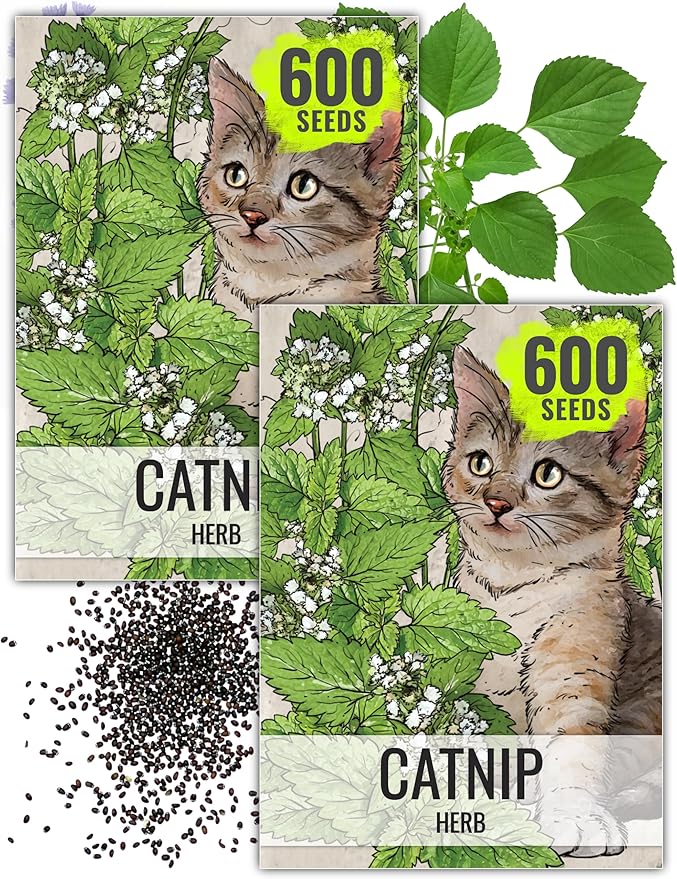 Seed Needs, Catnip Seeds for Cats - 600 Heirloom Seeds for Planting Nepeta cataria - Perennial Flowering Herb for Indoor Growing Non-GMO & Untreated (2 Packs)