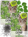 Seed Needs, Catnip Seeds for Cats - 600 Heirloom Seeds for Planting Nepeta cataria - Perennial Flowering Herb for Indoor Growing Non-GMO & Untreated (2 Packs)
