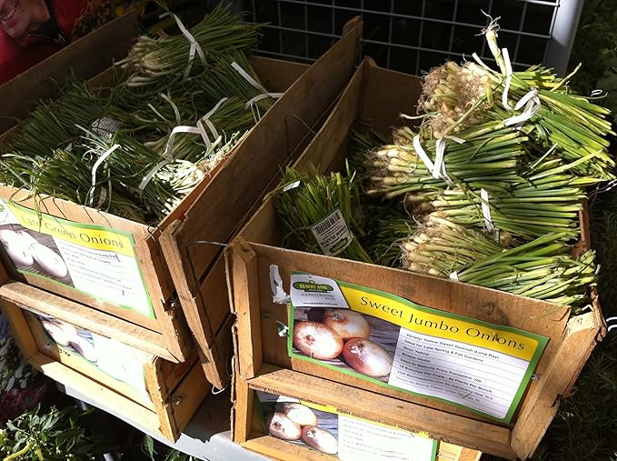 Bonnie Plants Sweet Red Onion, Live Plant, Onion Set, Short-Day Variety Ideal for Raised Beds and In-Ground Gardens, 4-Pack