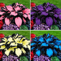 Hosta Seeds for Planting, 200+pcs Rare Perennial Hosta Flower Seeds, Non-GMO Heirloom Long Blooming Plants Shaded Entry Pathway Flowers for Garden Outdoors