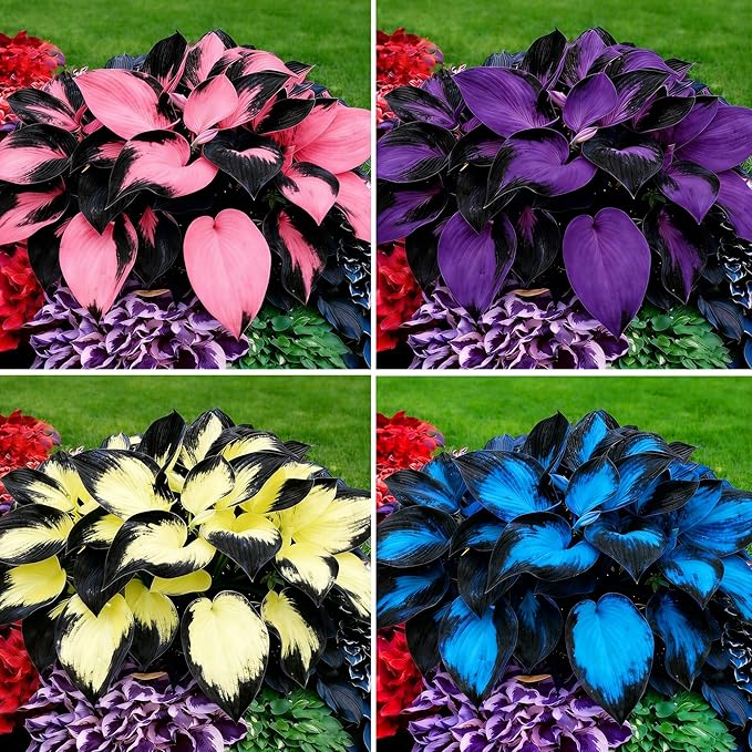 Hosta Seeds for Planting, 200+pcs Rare Perennial Hosta Flower Seeds, Non-GMO Heirloom Long Blooming Plants Shaded Entry Pathway Flowers for Garden Outdoors