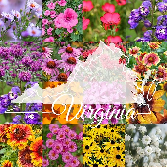 Virginia Bulk Perennial Wildflower Seed Mix 1lb Covers 2,000sq-ft - Attract Pollinators, Multi-Color Blooms - Northeast US Species Plant in Spring/Fall - Earth-Friendly Packaging (1 Pound)