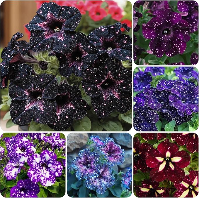 300+Night Sky Petunia Seeds for Planting-Dwarf Wave Petunia Flower Plant in Home Gardens