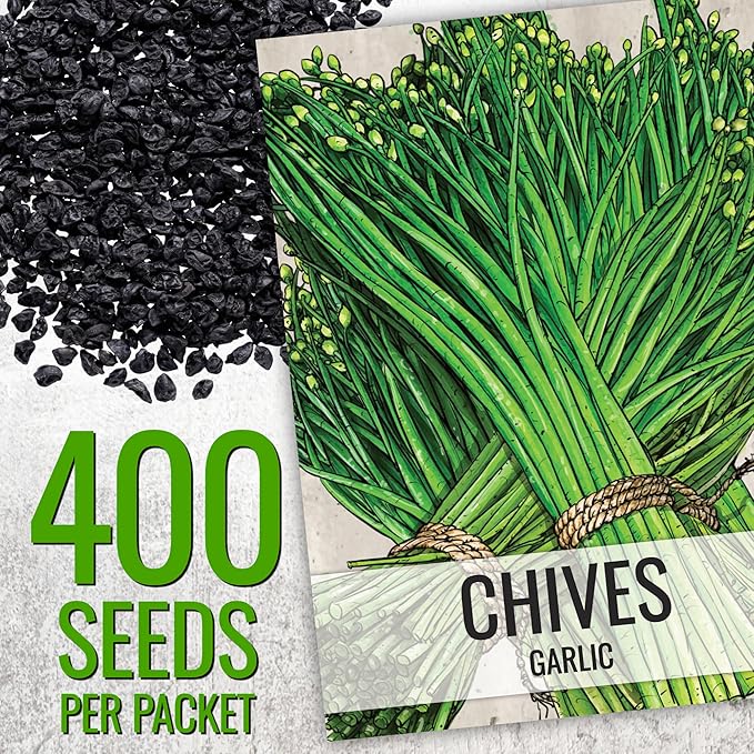 Seed Needs Chive Seeds for Planting Garlic & Common Chives Herbs - Non-GMO Heirloom & Untreated Garden Seed to Plant an Indoor/Outdoor Culinary Garden (Collection of 2 Packets)