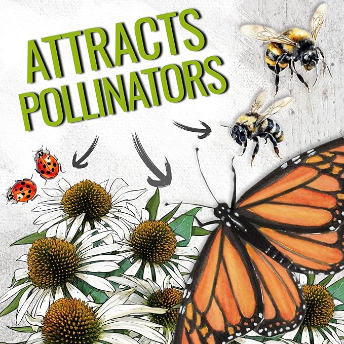 Seed Needs White Swan Coneflower Seeds for Planting Echinacea - Heirloom & Open Pollinated Perennial Flower - Attract Pollinators to a Butterfly Garden (1 Pack)