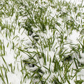 Winter Cereal Rye - 1 LB ~8,000 Seeds - Non-GMO, Open Pollinated - Farm & Garden Cold Weather Cover Crop & Erosion Control.