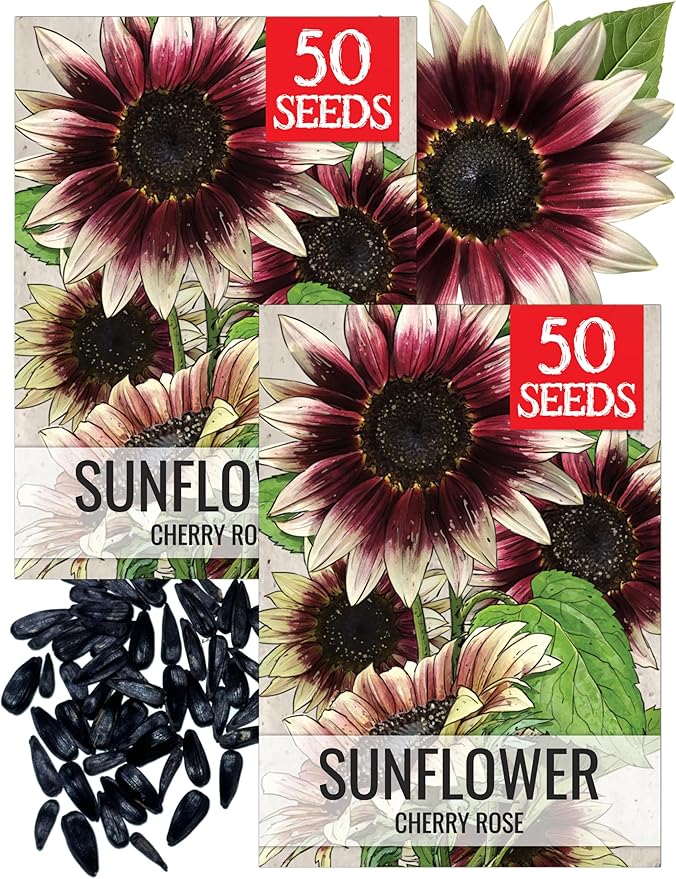 Seed Needs Sunflower Seeds for Planting Cherry Rose Sunflowers - Hybrid Flowers with Unique Bi-Colors for an Outdoors Flower Garden - Great for Cut Flowers in Bouquets & Floral Arrangements (2 Packs)