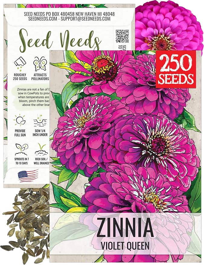 Seed Needs, Violet Queen Zinnia Seeds - 250 Heirloom Seeds for Planting Zinnia elegans - Magenta Colored Blooms Perfect for an Outdoor Butterfly Garden, Makes A Great Cut Flower (1 Pack)