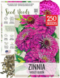 Seed Needs, Violet Queen Zinnia Seeds - 250 Heirloom Seeds for Planting Zinnia elegans - Magenta Colored Blooms Perfect for an Outdoor Butterfly Garden, Makes A Great Cut Flower (1 Pack)
