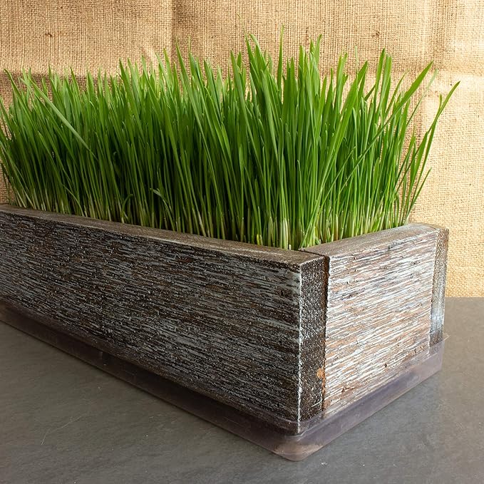 Organic Cat Grass Seeds Kit - Decorative Reclaimed Barnwood Style Organic Wheatgrass Seeds Planter - Aged Brown - Hairball Remedy for Cats, Healthy Pet Grass Supplement & Wheatgrass Growing Kit