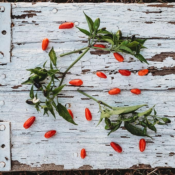 Chili Pequin Pepper - 25 Seeds - Also Known as Bird Chili or Chili Piquin Pepper, Popular Mexican Pepper, Non-GMO, Heirloom Seeds for Planting in The Home Garden, Thresh Seed Company