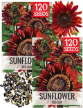 Seed Needs Sunflower Seeds for Planting Red Sun Sunflowers - Heirloom & Open Pollinated Annual Flowering Plants to Grow a Butterfly Garden to Attract Pollinators (2 Packs)
