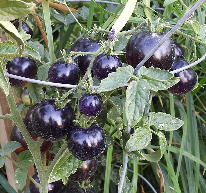 50+ Seeds Cherry Tomato Indigo Rose Large - Vegetable Blue