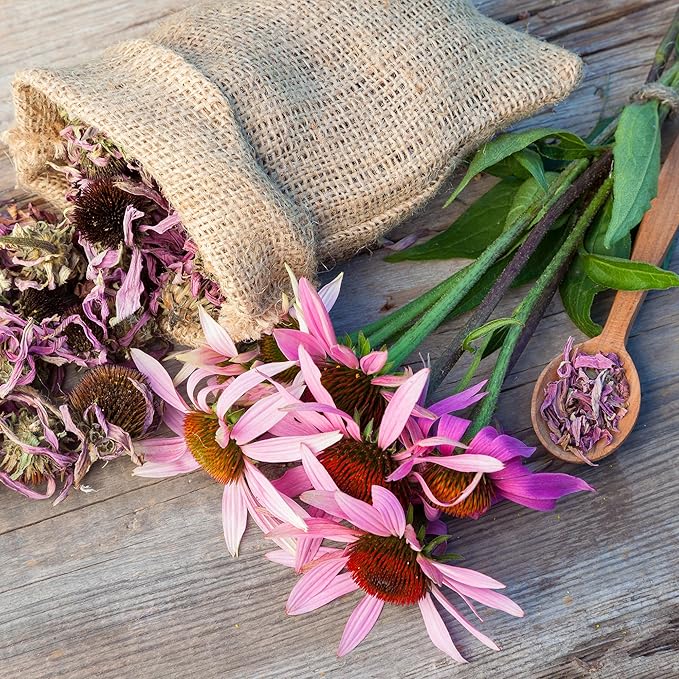 Back to The Roots 100% Organic Heirloom Seeds - Coneflower Value Pack (420mg Total)