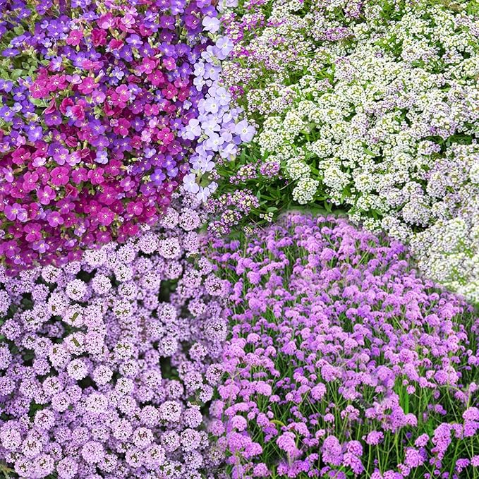 Ground Cover Plant Seeds Collection - 31,000+ Seeds Mix of Creeping Thyme, Alyssum, Purple Rockcress, Moss Verbena - 4 Varieties Pack for Landscaping Ground Cover