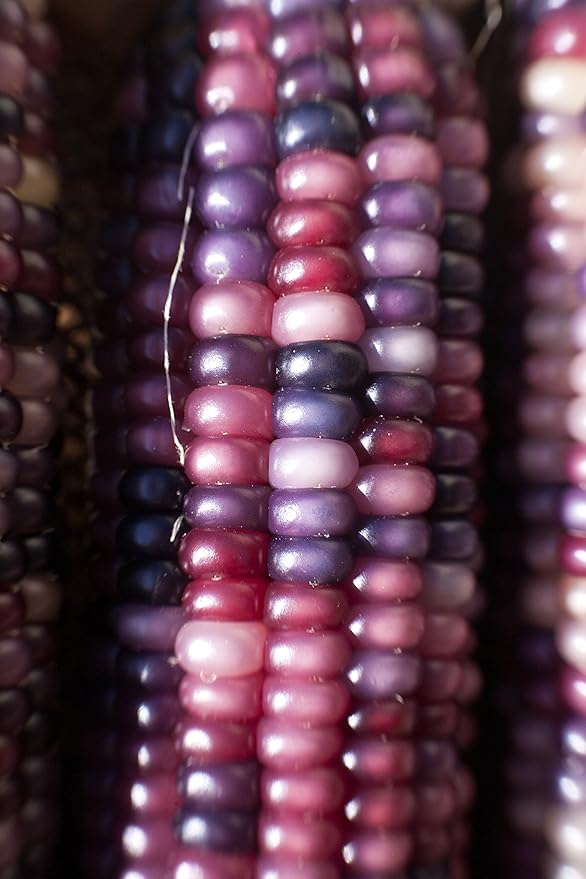 Amethyst Dream Purple Glass Gem Cherokee Indian Corn Heirloom Premium Seeds for Planting Packet + More