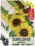 Seed Needs Sunflower Seeds for Planting Lemon Queen Sunflowers - Heirloom & Open Pollinated Flower Seed to Plant & Grow an Outdoor Home Grown Butterfly Garden (5 Packs)