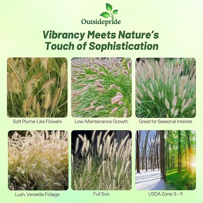Outsidepride 100 Seeds Perennial Pennisetum Alopecuroides Fountain Ornamental Grass Seed for Planting