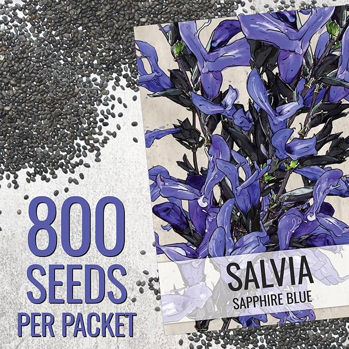 Seed Needs Sapphire Blue Sage Seeds for Planting - Heirloom & Open Pollinated Salvia - Grow a Butterfly Garden with Perennial Flowering Plants (10 Packs)
