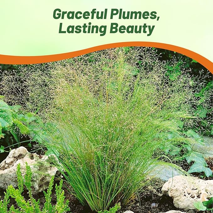 Outsidepride Agrostis Nebulosus Cloud Grass Seeds - 10000 Pcs Annual Versatile & Adaptable Ornamental Grass with Airy White Seed-Heads for Low Maintenance Xeriscaping & Borders
