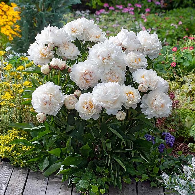 98 Mixed Peony Seeds for Planting - Colorful Perennial Flower Seeds, Heirloom Non-GMO Variety for Home Garden & Flower Beds - Stunning Ruffled Double Blooms, Attracts Bees and Pollinator