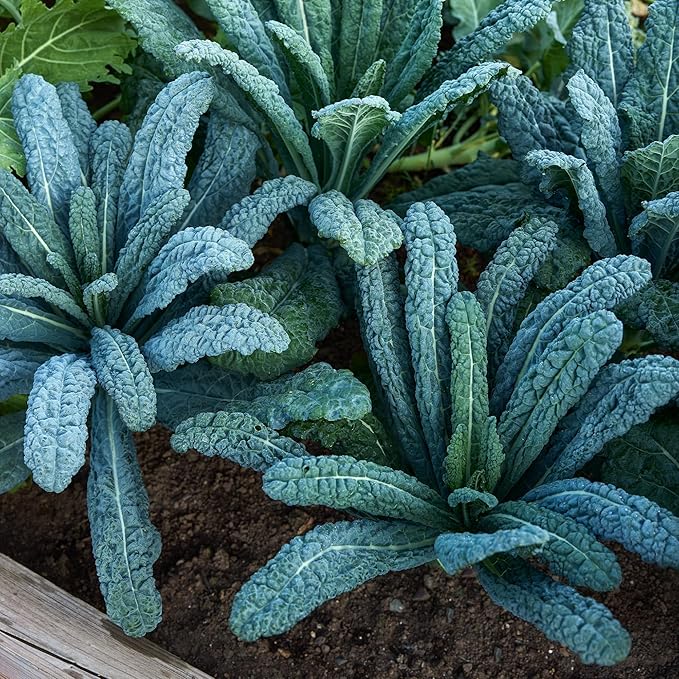 Burpee Lacinato Kale Seeds (Dinosaur Kale) - Heirloom, Tuscan Black Kale