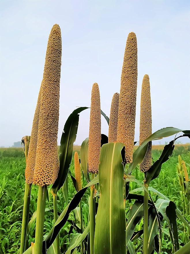 Pearl Millet Grass Seeds for Planting - Pennisetum glaucum - Ornamental Grass Seeds (5,000 Seeds)