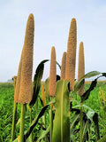 Pearl Millet Grass Seeds for Planting - Pennisetum glaucum - Ornamental Grass Seeds (200 Seeds)