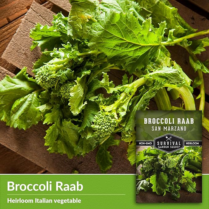 San Marzano Raab Broccoli Rabe Seeds for Planting – Italian Heirloom Rapini Variety, Fast-Growing Cool-Season Greens, Non-GMO High Yield Vegetable Garden Favorite – Survival Garden Seeds (5 Packs)